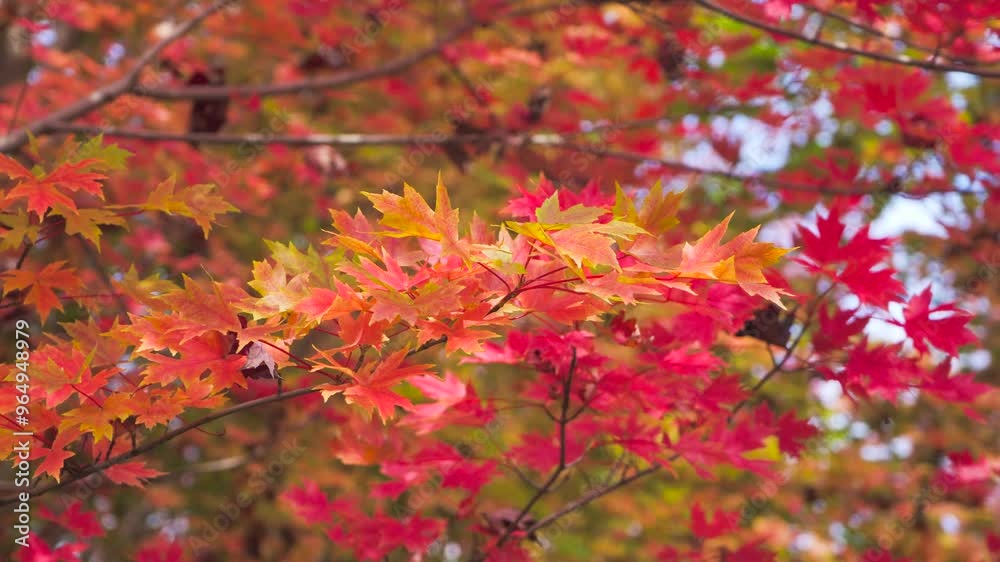 Autumn atmosphere maple leaves red scenery 4K real shot Autumn atmosphere maple leaves red scenery 4K real shot