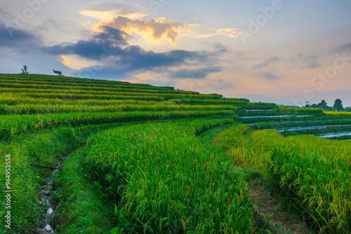 indonesia beauty landscape paddy fields in north bengkulu natural beautiful morning view from Indonesia of mountains and tropical forest