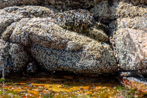 Photos Exposed barnacles on a rock at low tide near pools of salt water