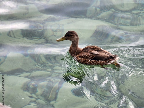 duck in the water