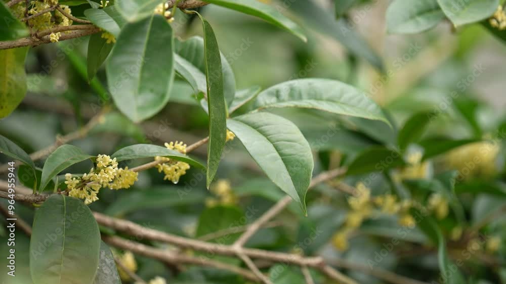 Autumn plant osmanthus close-up real shot video Autumn plant osmanthus close-up real shot video