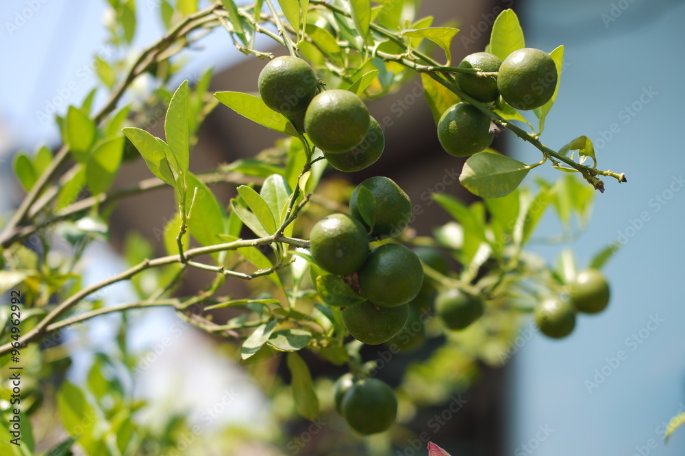 Green Citrus Fruits on a Sunny Day