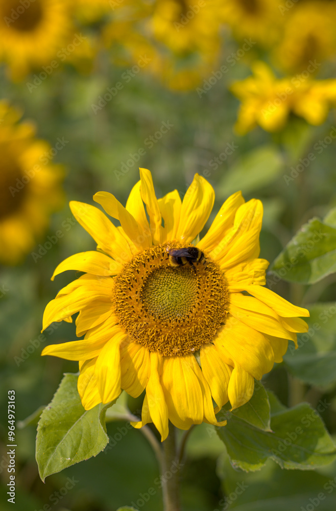 sunflower in the field