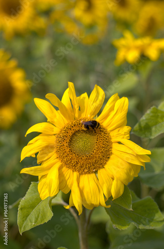 Obraz na płótnie sunflower in the field w salonie