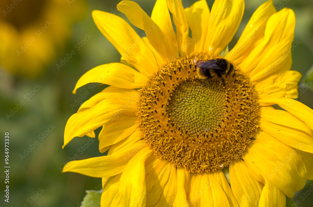 sunflower with bee