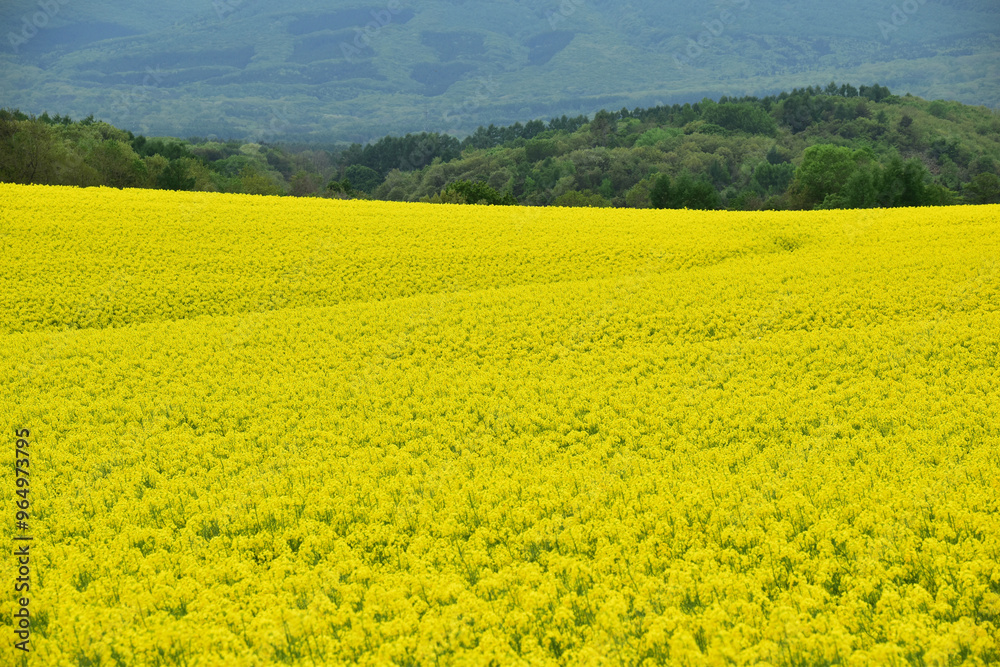 一面の菜の花畑と山 一面の菜の花畑と山