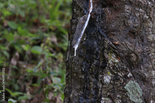 Close-up of rubber tree bark with natural latex sap flowing down. Captures the texture of the bark and the milky sap used in rubber production photo