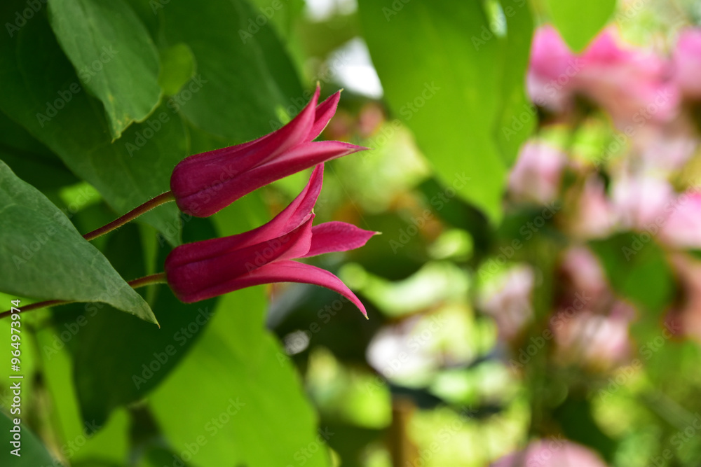 Obraz premium 夏のクレマチス プリンセスダイアナ