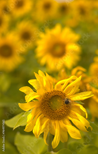 Obraz na płótnie sunflower in the field w salonie
