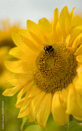 Obraz na płótnie sunflower and bee w salonie