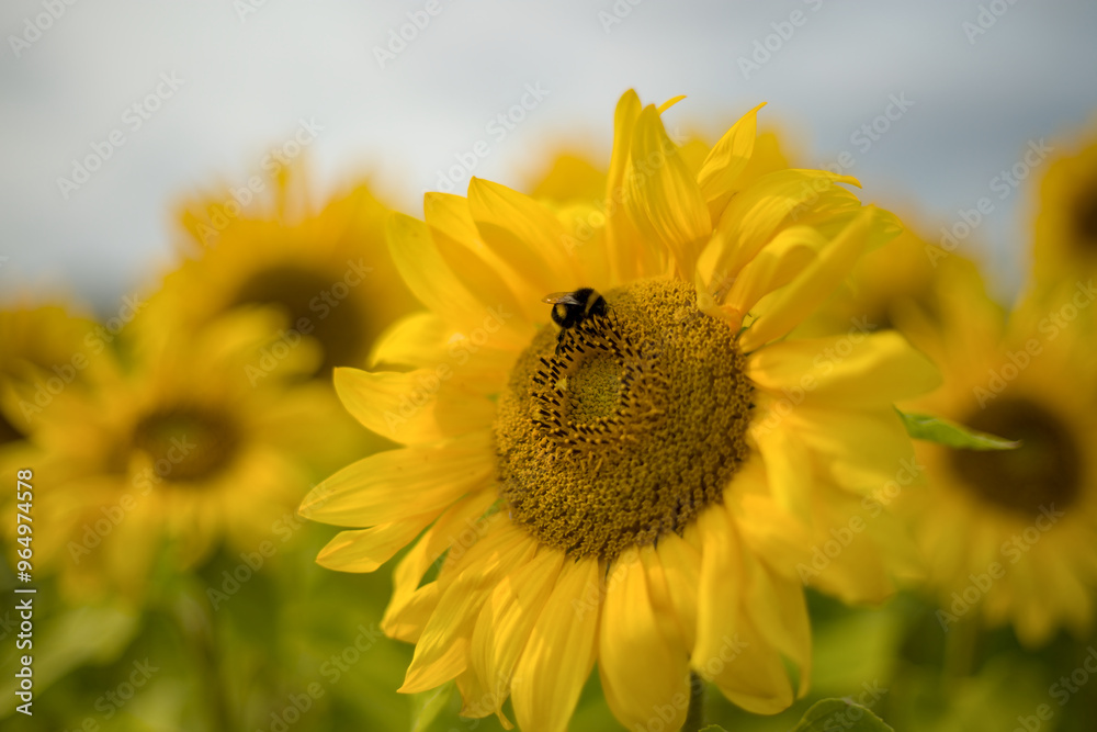 bee on sunflower