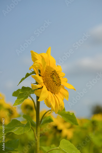 Obraz na płótnie yellow sunflower on sky w salonie