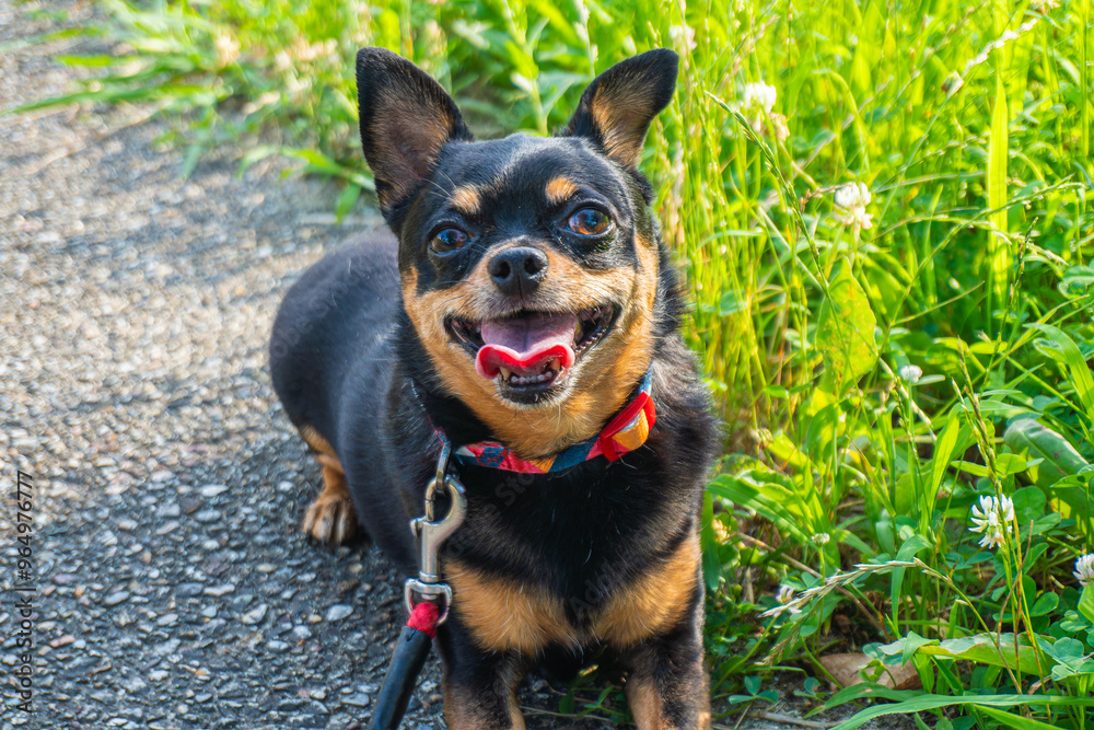 散歩する犬 散歩する犬