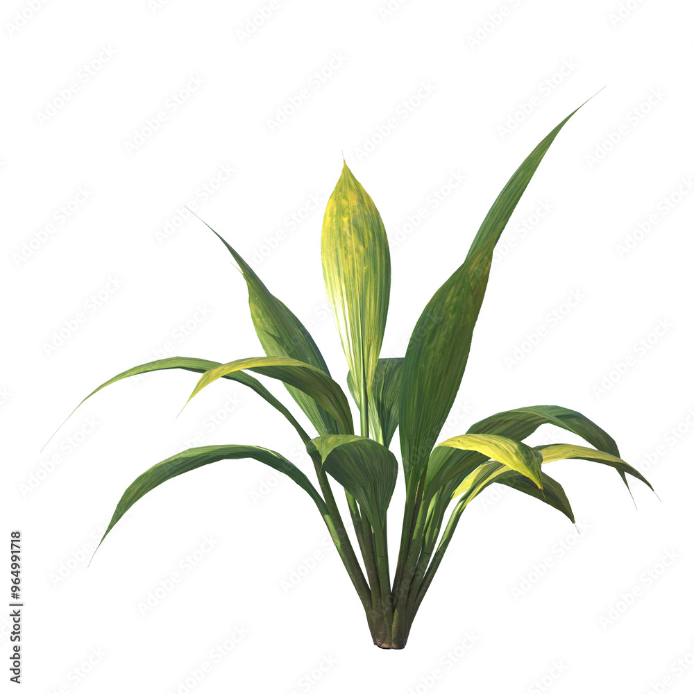 Fototapeta premium capitulate, Palm Grass, bushes, shrubs, evergreen, small tree, bush, light for daylight, easy to use, 3d render, isolated