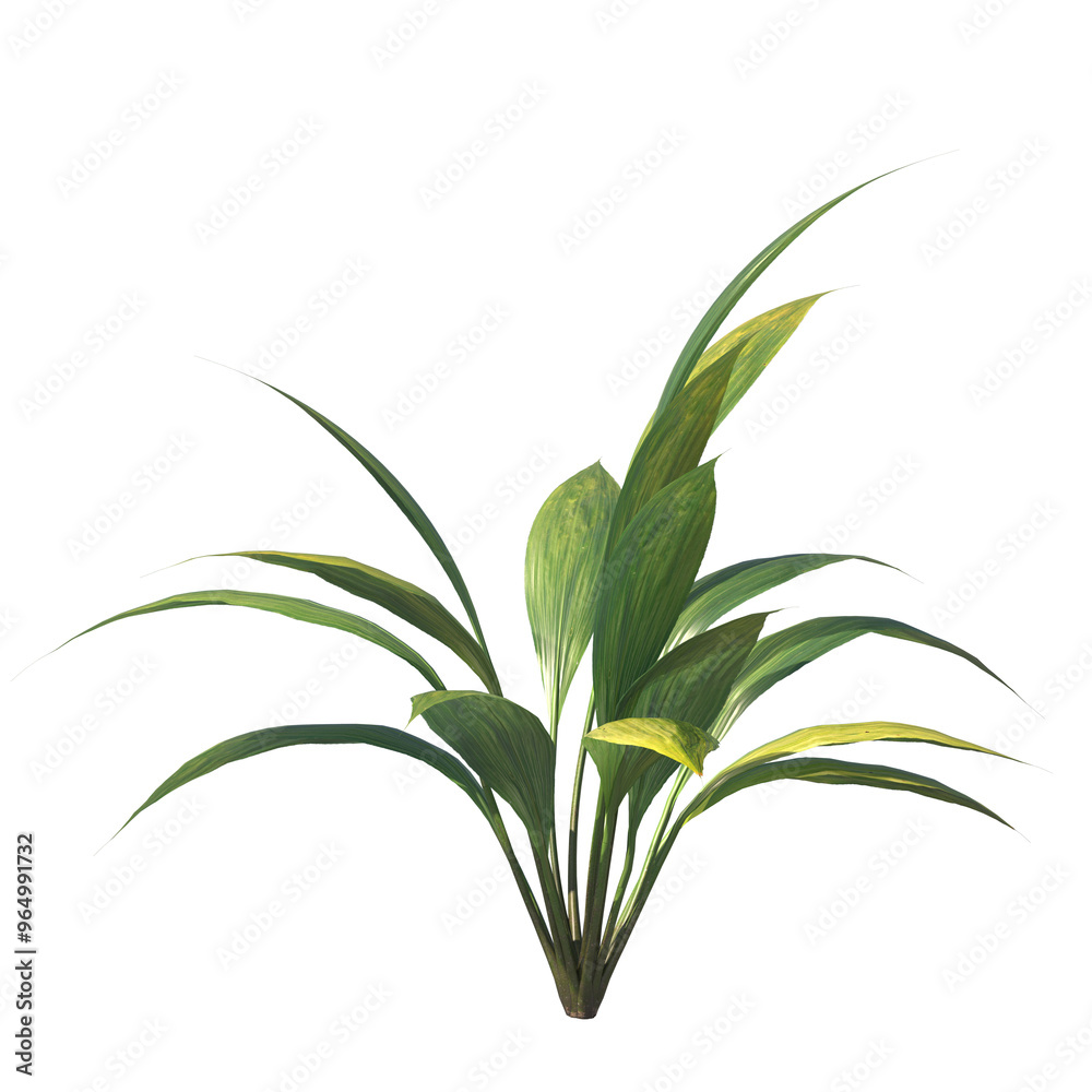 Fototapeta premium capitulate, Palm Grass, bushes, shrubs, evergreen, small tree, bush, light for daylight, easy to use, 3d render, isolated