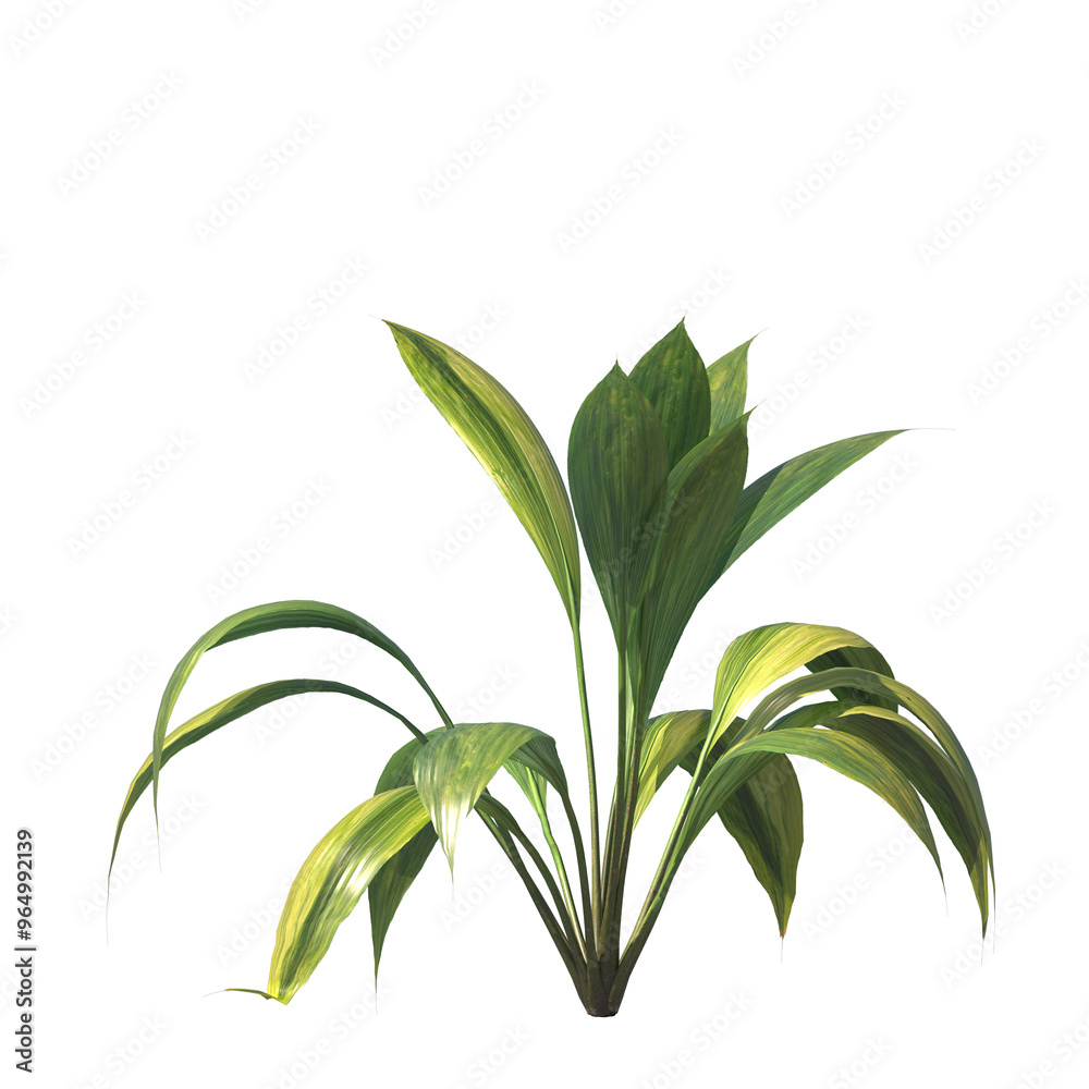capitulate, Palm Grass, bushes, shrubs, evergreen, small tree, bush, light for daylight, easy to use, 3d render, isolated capitulate, Palm Grass, bushes, shrubs, evergreen, small tree, bush, light for daylight, easy to use, 3d render, isolated