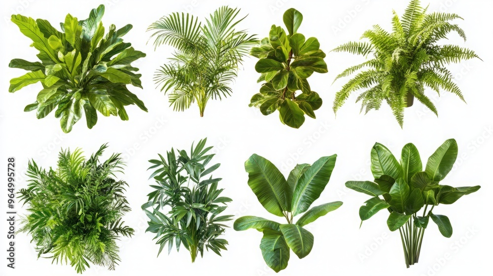 Set of Lush Green Tropical Plants (Monstera, Palm, Rubber Plant, Pine, and Fern) Isolated on White Background, Featuring Vibrant Foliage and Natural Aesthetics Set of Lush Green Tropical Plants (Monstera, Palm, Rubber Plant, Pine, and Fern) Isolated on White Background, Featuring Vibrant Foliage and Natural Aesthetics