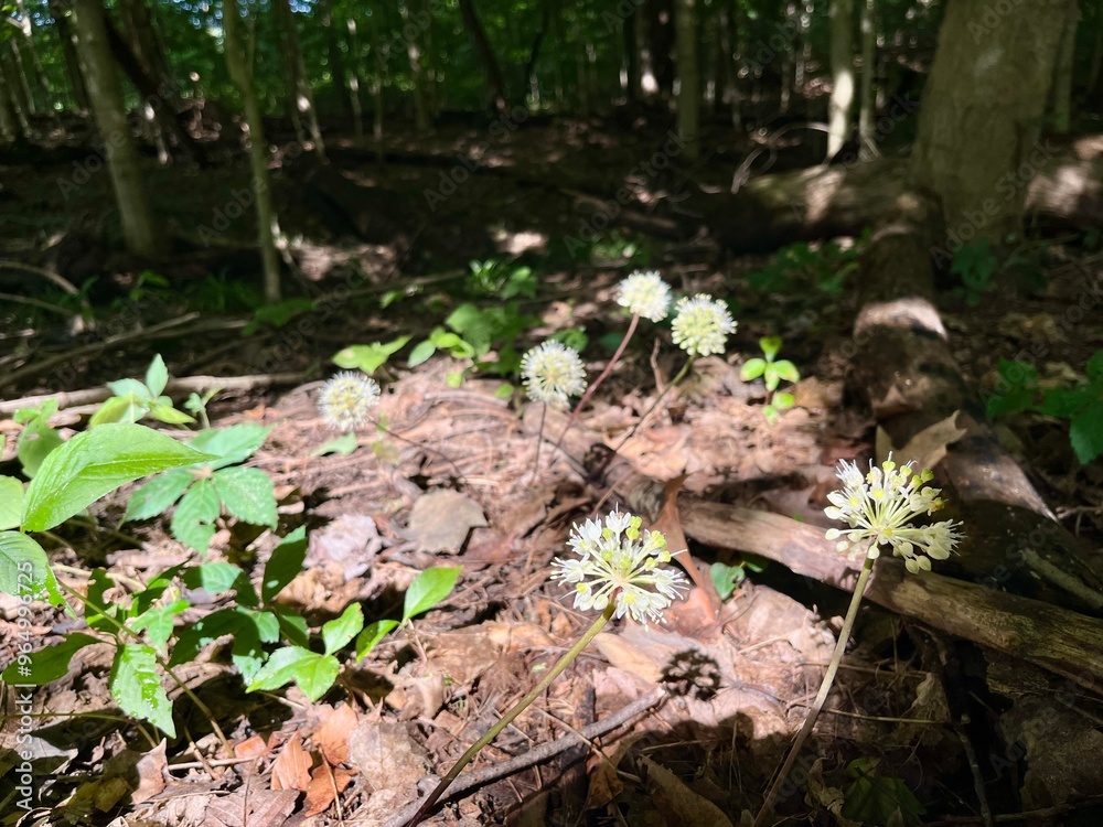 Fototapeta premium flowers in the forest