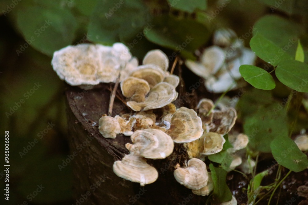 mushrooms in the forest mushrooms in the forest