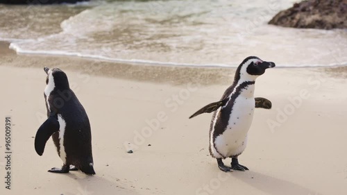 Group of African penguins on sandy beach coming out of water. Spheniscus demersus or jackass penguin. Colony on Boulders Beach Nature Reserve in Simon's Town in South Africa. Wildlife nature birds