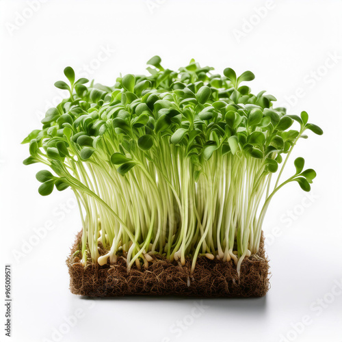 Cress (Lepidium sativum) isolated on white background photo