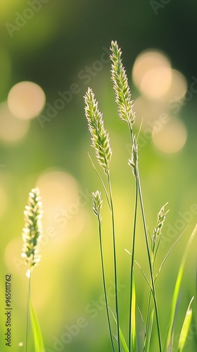 Sunlit Blades of Grass with Delicate Seed Heads photo