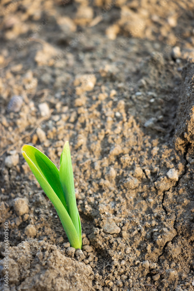 Brotes verdes de planta de maíz, creciendo en tierra seca de una huerta en los andes Brotes verdes de planta de maíz, creciendo en tierra seca de una huerta en los andes