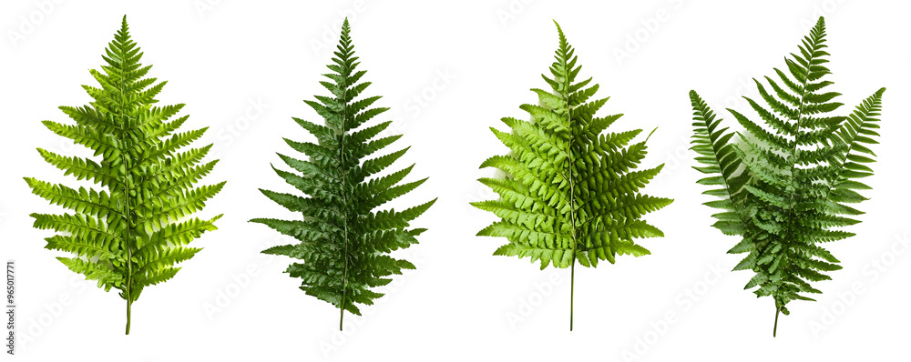 Four Green Fern Leaves Isolated on a White Background with Transparent Background for Easy Editing Four Green Fern Leaves Isolated on a White Background with Transparent Background for Easy Editing