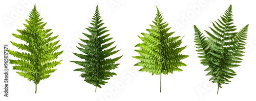 Four Green Fern Leaves Isolated on a White Background with Transparent Background for Easy Editing