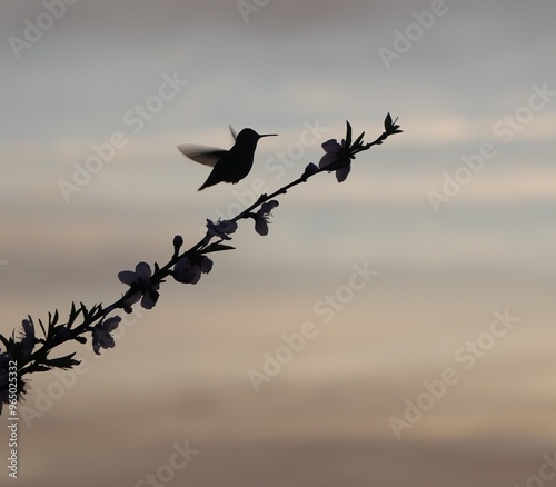 Hummingbird Silhouette  photo