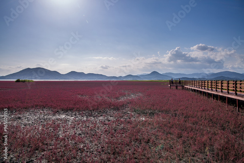 Tourists are on observatory looking at red suaeda japonica on mud flat at low tide at Suncheon Bay near Suncheon-si, South Korea  photo