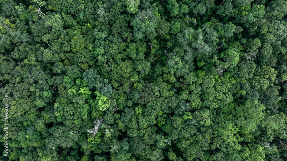 Aerial view nature green forest and green tree forest texture background, Texture and background green tree forest view from above, Nature conservation ecosystem. Aerial view nature green forest and green tree forest texture background, Texture and background green tree forest view from above, Nature conservation ecosystem.