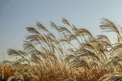 Silver Grass Habitat at Haneul Park in autumn near Seoul, South Korea  photo