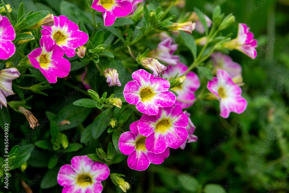 Bright magenta flowers of calibrachoa with a white yellow core Bright magenta flowers of calibrachoa with a white yellow core