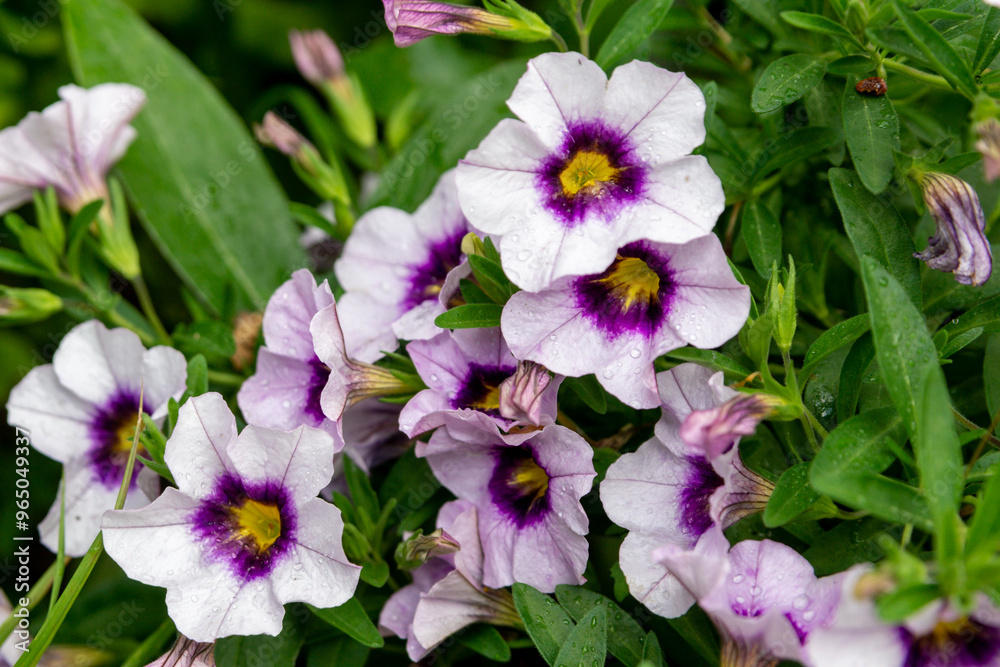 Pale lilac flowers of calibrachoa with a purple yellow core Pale lilac flowers of calibrachoa with a purple yellow core
