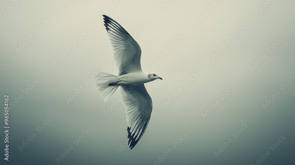 Obraz premium A lone bird flying across a gray sky with no other movement, [freedom], [isolation in flight]