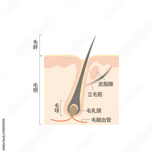 図版_イラスト_003_毛髪と頭皮