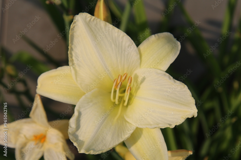 Lily In Bloom Lily In Bloom