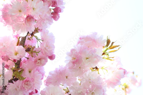 満開の八重桜（八重紅虎の尾）のクローズアップ　空背景 photo