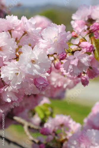 満開の八重桜（八重紅虎の尾）のクローズアップ