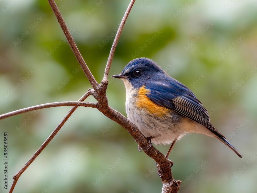 Fototapeta premium 森の中の木陰で枝に留まって周りを見渡しているルリビタキの雄