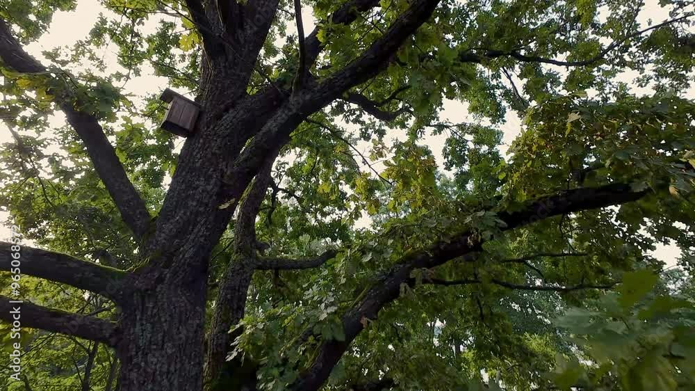 A drone captures a large tree with dense foliage and a birdhouse attached to one of its branches, offering a peaceful view of nature. High quality 4k footage