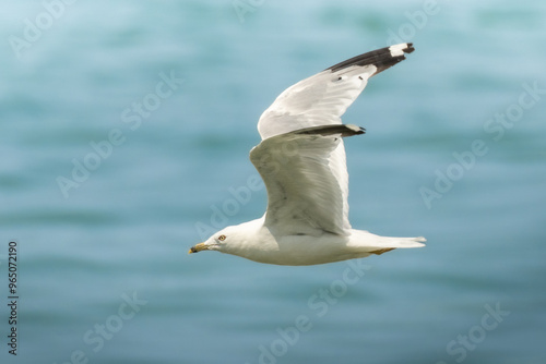 Ring Billed Gull (Larus delawarensis) in full flight over water. Flapping white wings over still and calm seas, the marine shore bird species soars and glides near the coast