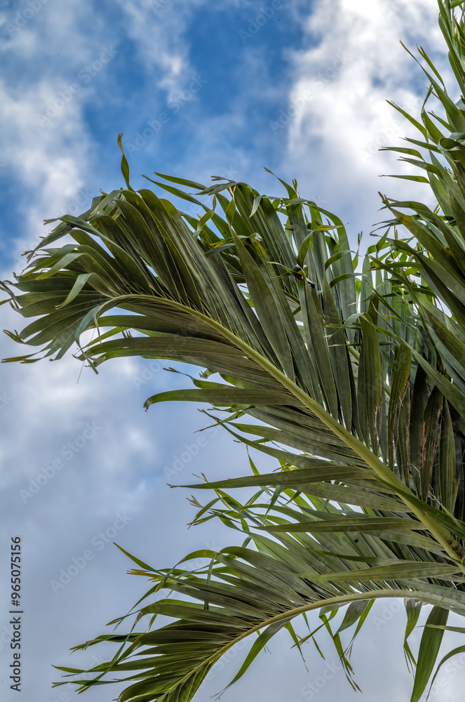 Palm Fronds Blowing in Wind. Palm Fronds Blowing in Wind.