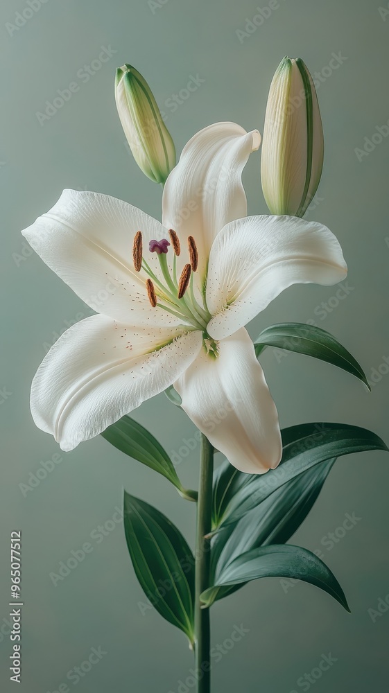 A lily against a soft background, focusing on its natural curves and detailed petals in a clean, uncluttered composition. A lily against a soft background, focusing on its natural curves and detailed petals in a clean, uncluttered composition.