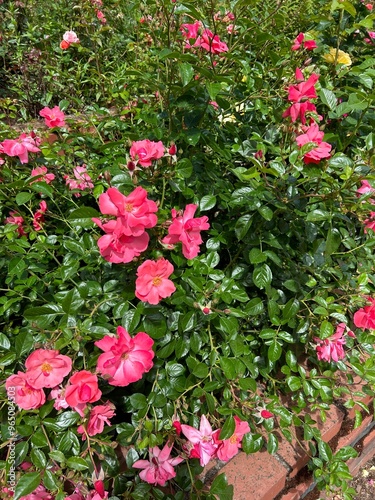 Wallpaper Mural Pink roses Torontodigital.ca