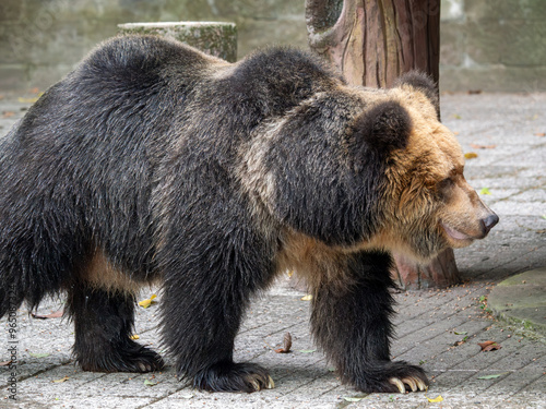Tibetan Bear, a rare species is enjoying water during the heat wave in a zoo of China