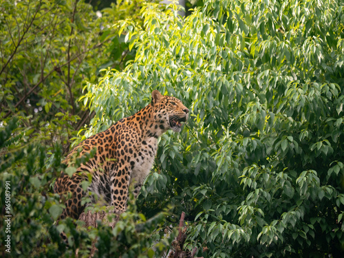 Close-up of North Chinese Leopard (Panthera pardus japonensis) sitting on a tree photo