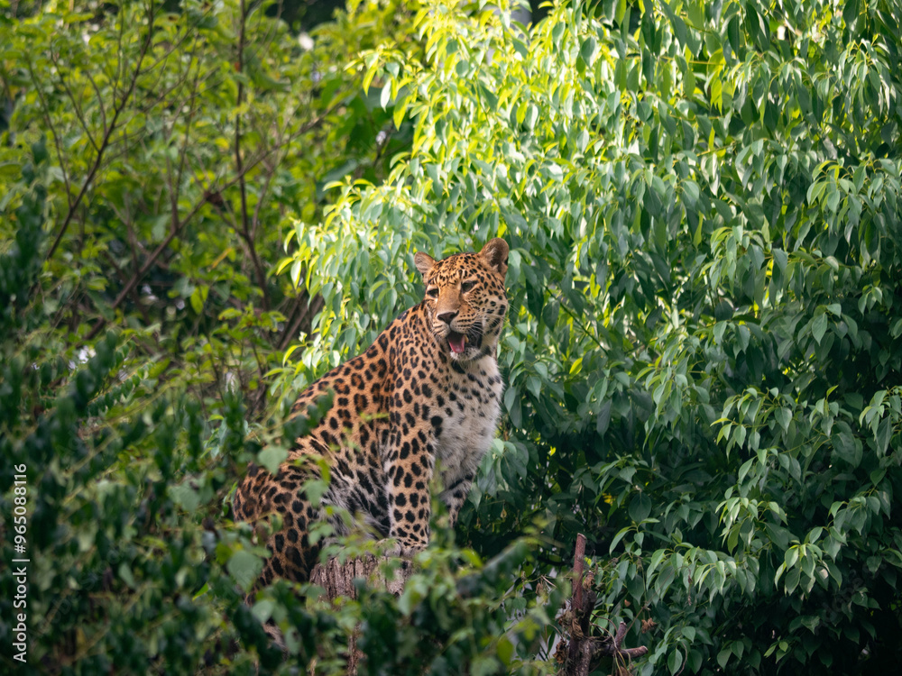 Obraz premium Close-up of North Chinese Leopard (Panthera pardus japonensis) sitting on a tree
