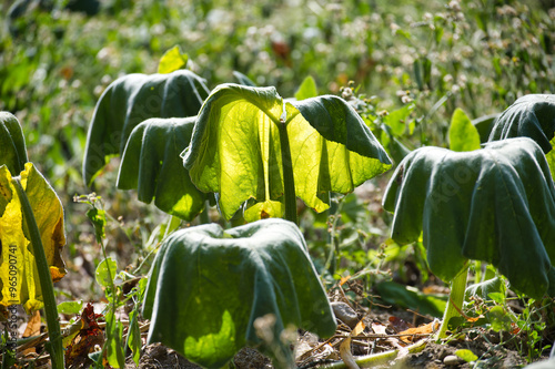 Zucchini plant leaves displaying signs of wilting due to drought and water scarcity